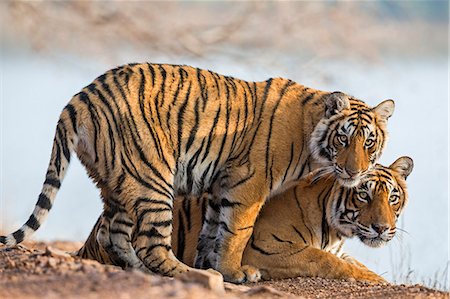 India, Rajasthan, Ranthambhore.  A female Bengal tiger with one of her one year old cubs. Photographie de stock - Rights-Managed, Code: 862-08273245