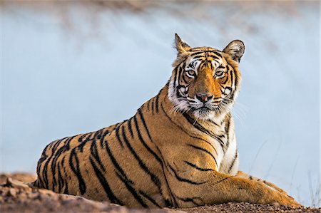 India, Rajasthan, Ranthambhore.  A female Bengal tiger rests on the bank of a lake. Stock Photo - Rights-Managed, Code: 862-08273241