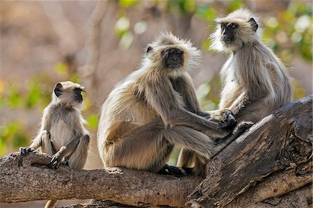 India, Rajasthan, Ranthambhore.  A family of Gray langurs. Foto de stock - Con derechos protegidos, Código: 862-08273254