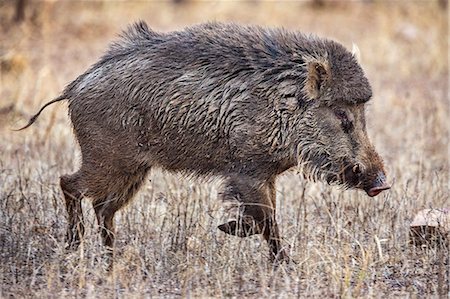 ranthambhore national park - India, Rajasthan, Ranthambhore.  An Indian Wild Boar. Foto de stock - Con derechos protegidos, Código: 862-08273253