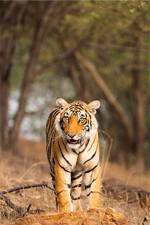 simsearch:841-07540440,k - India, Rajasthan, Ranthambore. Young Royal Bengal tiger walking through a dry forest. Stock Photo - Rights-Managed, Code: 862-08273309