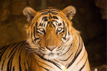 simsearch:862-08273249,k - India, Rajasthan, Ranthambore. Royal Bengal tiger known as Ustad (T24) resting in a cool cave. Stock Photo - Rights-Managed, Code: 862-08273313