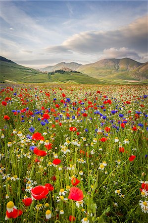 Castelluccio di Norcia, Umbria, Italy. Piana Grande Valley landscape full of flowers Photographie de stock - Rights-Managed, Code: 862-08273428