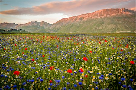 Castelluccio di Norcia, Umbria, Italy. Piana Grande Valley landscape full of flowers with Monte Vettore in background Photographie de stock - Rights-Managed, Code: 862-08273429
