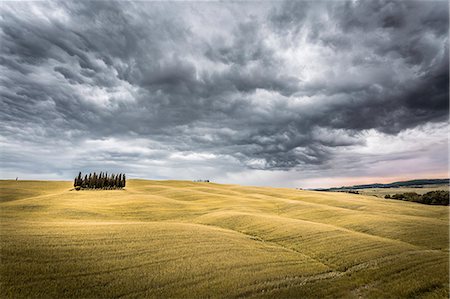 pienza - Tuscany, Val d'Orcia, Italy. Cypress trees in a yellow meadow field with clouds gathering Stockbilder - Lizenzpflichtiges, Bildnummer: 862-08273433
