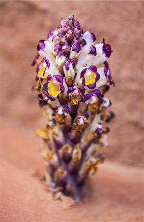 Jordan, Wadi Rum. A desert broomrape blooms among rocks and red sand in Wadi Rum which is Jordan s largest wadi and arguably its most spectacular. Foto de stock - Con derechos protegidos, Código: 862-08273516