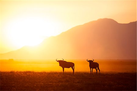 Kenya, Amboseli National Park. Nervous wildebeest at sunset. Stock Photo - Rights-Managed, Code: 862-08273527