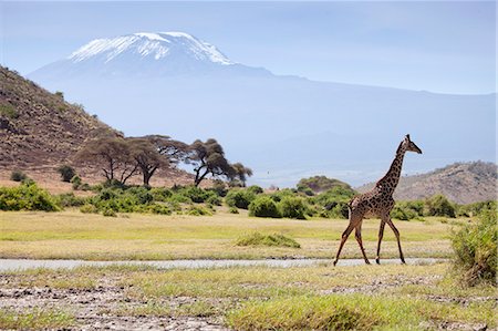 simsearch:862-08273561,k - Kenya, Amboseli National Park. A giraffe ambling across, with Mount Kilimanjaro in the background. Stock Photo - Rights-Managed, Code: 862-08273532