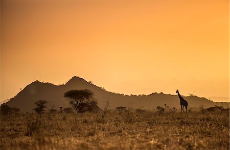 Kenya, Meru. A giraffe wanders across the savannah in the evening light. Photographie de stock - Rights-Managed, Code: 862-08273560