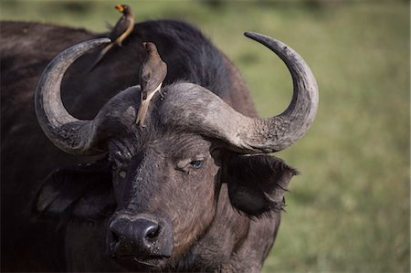 Kenya, Mara North Conservancy. A buffalo with oxpeckers. Stock Photo - Rights-Managed, Code: 862-08273576