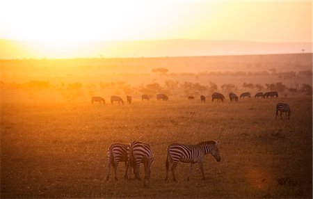 simsearch:862-08719192,k - Kenya, Mara North Conservancy. Plains game graze peacefully in the morning light over the Mara North Conservancy. Foto de stock - Con derechos protegidos, Código: 862-08273581