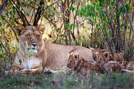 simsearch:862-03366435,k - Africa, Kenya, Masai Mara National Reserve. Lioness resting with her cubs in Croton bushes Photographie de stock - Rights-Managed, Code: 862-08273645