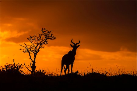 simsearch:862-03890045,k - Africa, Kenya, Masai Mara National Reserve. Hartebeest sunset Foto de stock - Con derechos protegidos, Código: 862-08273649