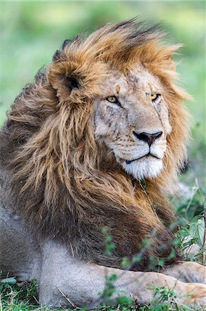 simsearch:862-08273247,k - Africa, Kenya, Masai Mara National Reserve. Male Lion Stock Photo - Rights-Managed, Code: 862-08273659