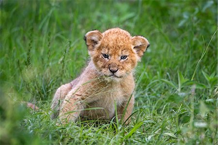 Africa, Kenya, Masai Mara National Reserve. Lion Cub Stock Photo - Rights-Managed, Code: 862-08273650