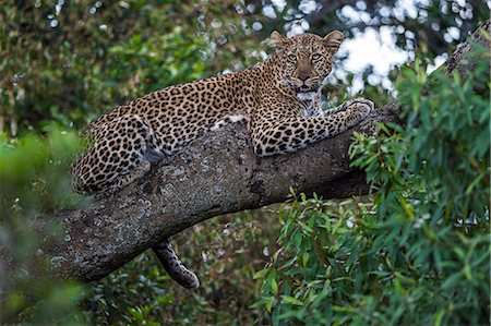 simsearch:841-03061612,k - Africa, Kenya, Masai Mara National Reserve. Female leopard resting in tree Photographie de stock - Rights-Managed, Code: 862-08273666