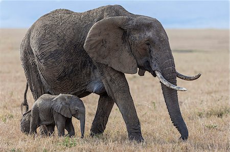 Africa, Kenya, Masai Mara National Reserve. Elephant mother with calf Stock Photo - Rights-Managed, Code: 862-08273667