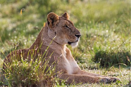 simsearch:862-07495999,k - Africa, Kenya, Masai Mara National Reserve. Lioness Stockbilder - Lizenzpflichtiges, Bildnummer: 862-08273684