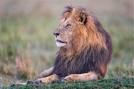 simsearch:862-07910840,k - Africa, Kenya, Masai Mara National Reserve. Pride Male Lion Foto de stock - Con derechos protegidos, Código: 862-08273682