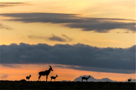 Africa, Kenya, Masai Mara National Reserve. Sunrise with plains game Photographie de stock - Rights-Managed, Code: 862-08273695