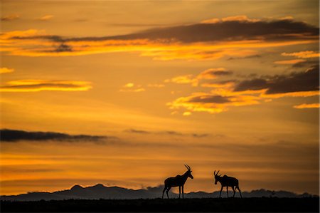 Africa, Kenya, Masai Mara National Reserve. Sunrise with plains game Stock Photo - Rights-Managed, Code: 862-08273697