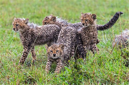 simsearch:862-08273247,k - Africa, Kenya, Masai Mara National Reserve. Cheetah cubs after a rain storm Stock Photo - Rights-Managed, Code: 862-08273699