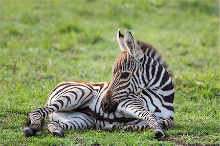 Africa, Kenya, Masai Mara National Reserve. Zebra foal Stock Photo - Rights-Managed, Code: 862-08273690