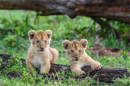 female lion with cubs - Africa, Kenya, Masai Mara National Reserve. Young lion cubs playing Stock Photo - Rights-Managed, Code: 862-08273693