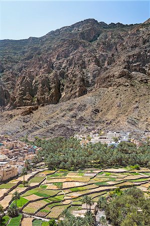 dattier - Oman, Ad Dakhiliyah Governorate, Balad Sayt.  The picturesque village of Balad Sayt with its neat irrigated fields enjoys an outstanding location in the Western Hajar Mountains near Wadi Bani Awf. Photographie de stock - Rights-Managed, Code: 862-08273756