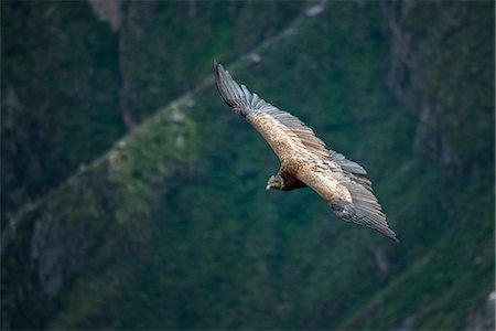 en vol - South America, Peru, Colca Canyon, soaring condor Photographie de stock - Rights-Managed, Code: 862-08273763