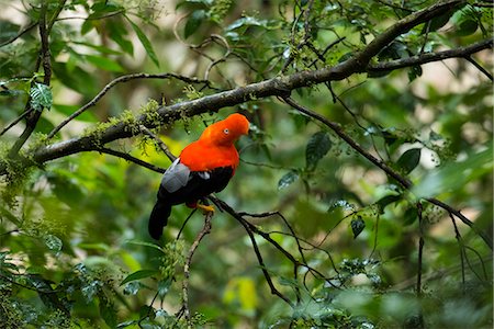 South America, Peru, Manu National Park, Cock of the rock Foto de stock - Direito Controlado, Número: 862-08273775