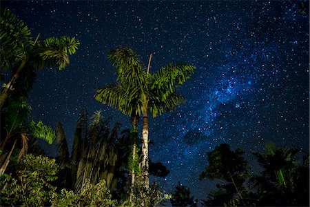 palm - South America, Peru, Amazonia, South Manu National Park , night sky, UNESCO World Heritage Stock Photo - Rights-Managed, Code: 862-08273776