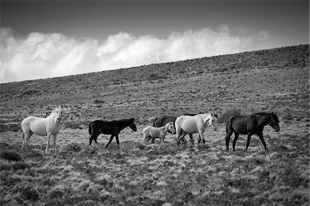 South America, Argentina, Patagonia, Santa Cruz, wild horses at Cueva de los Manos Stock Photo - Rights-Managed, Code: 862-08698654