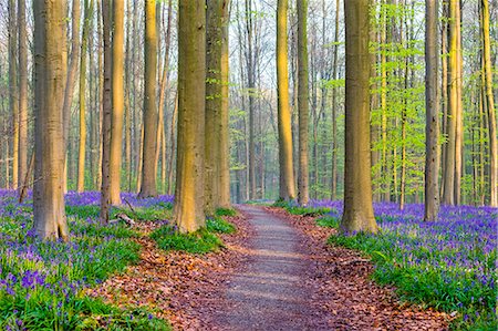 flemish brabant - Belgium, Vlaanderen (Flanders), Halle. Bluebell flowers (Hyacinthoides non-scripta) carpet hardwood beech forest in early spring in the Hallerbos forest. Foto de stock - Con derechos protegidos, Código: 862-08698715