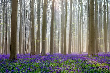 Belgium, Vlaanderen (Flanders), Halle. Bluebell flowers (Hyacinthoides non-scripta) carpet hardwood beech forest in early spring in the Hallerbos forest. Foto de stock - Direito Controlado, Número: 862-08698716