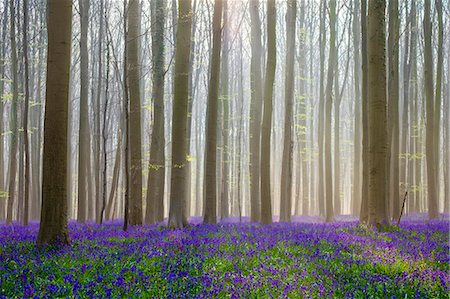 flemish - Belgium, Vlaanderen (Flanders), Halle. Bluebell flowers (Hyacinthoides non-scripta) carpet hardwood beech forest in early spring in the Hallerbos forest. Foto de stock - Con derechos protegidos, Código: 862-08698716