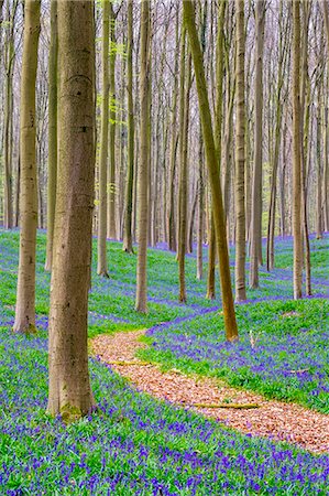 simsearch:862-08273014,k - Belgium, Vlaanderen (Flanders), Halle. Bluebell flowers (Hyacinthoides non-scripta) carpet hardwood beech forest in early spring in the Hallerbos forest. Photographie de stock - Rights-Managed, Code: 862-08698718