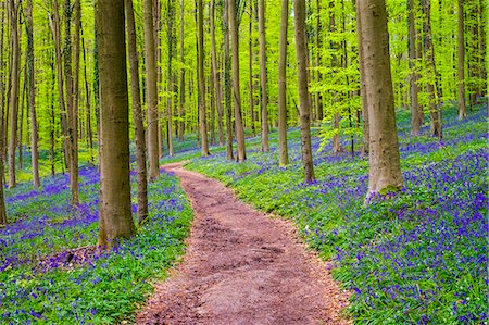 flandes - Belgium, Vlaanderen (Flanders), Halle. Bluebell flowers (Hyacinthoides non-scripta) carpet hardwood beech forest in early spring in the Hallerbos forest. Photographie de stock - Rights-Managed, Code: 862-08698720