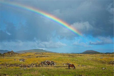 pferd (tier) - South America, Chile, Easter Island, Isla de Pasqua, Rainbow after a storm Stockbilder - Lizenzpflichtiges, Bildnummer: 862-08698758