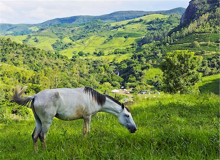 Brazil, State of Minas Gerais, Heliodora, Landscape with a White Horse. Foto de stock - Con derechos protegidos, Código: 862-08698750