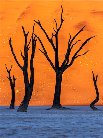 désert de namibie - Sunrise from the Deadvlei, Sossusvlei, Namibia. Photographie de stock - Rights-Managed, Code: 862-08698846