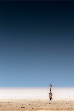 etosha pan - A lonely giraffe stands in the Etosha Pan next to a waterhole. Foto de stock - Direito Controlado, Número: 862-08698856