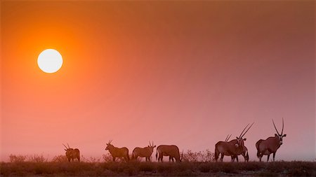 Next to Halali camp an herd of Orices grazes at sunset, Namibia Stockbilder - Lizenzpflichtiges, Bildnummer: 862-08698857