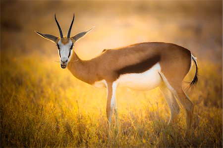 sunset namibia - Springbok near Halali Camp grazing in the golden light, Namibia Stock Photo - Rights-Managed, Code: 862-08698858