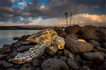 Green sea turtle sleeping on lava rocks in Kiolo Bay at sunset, Hawaii, USA Foto de stock - Direito Controlado, Número: 862-08698851