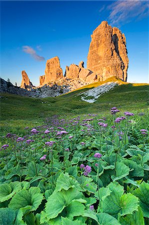 Europe, Italy, Veneto, Belluno. Flowering of Cavolaccio (Adenostyles alpina) at the foot of the Cinque Torri illuminated by the light of the sunset, Cortina d Ampezzo, Dolomites. Stock Photo - Rights-Managed, Code: 862-08698862