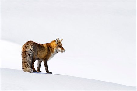 simsearch:862-08698880,k - Gran Paradiso National Park, Piedmont, Italy. Red fox. Stockbilder - Lizenzpflichtiges, Bildnummer: 862-08698874