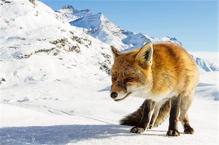 fox - Gran Paradiso National Park, Piedmont, Italy. Red fox. Stock Photo - Rights-Managed, Code: 862-08698875
