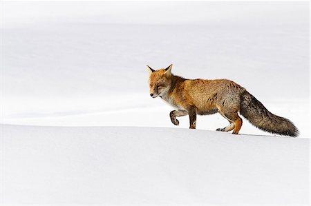 simsearch:862-08698880,k - Gran Paradiso National Park, Piedmont, Italy. Red fox. Stockbilder - Lizenzpflichtiges, Bildnummer: 862-08698876