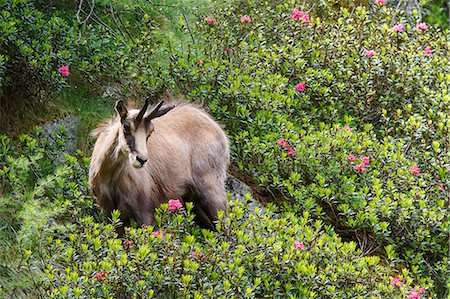 Lombardy, Italy. Chamois. Stock Photo - Rights-Managed, Code: 862-08698873